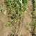 【推荐】水蜡水蜡苗一手货源量大价优可视频看货欢迎来电咨询