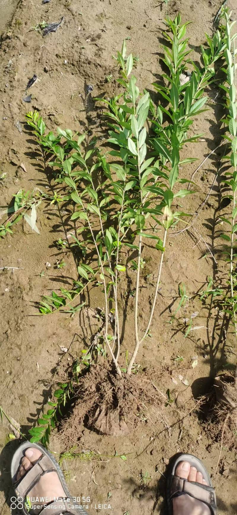 【推荐】水蜡水蜡苗一手货源量大价优可视频看货欢迎来电咨询
