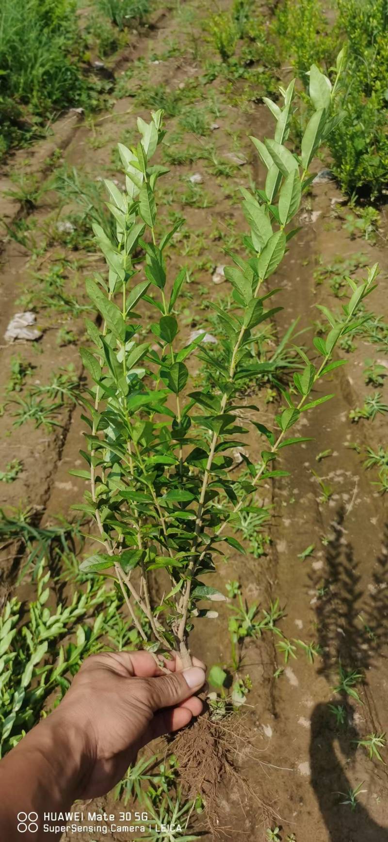 【推荐】水蜡水蜡苗一手货源量大价优可视频看货欢迎来电咨询
