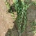 【推荐】水蜡水蜡苗一手货源量大价优可视频看货欢迎来电咨询