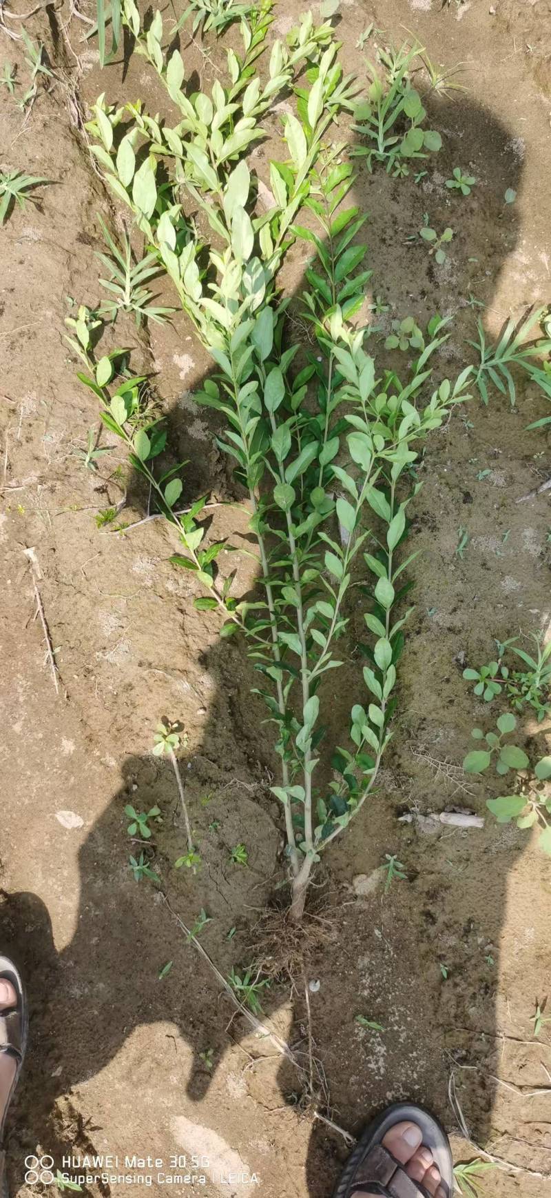 【推荐】水蜡水蜡苗一手货源量大价优可视频看货欢迎来电咨询