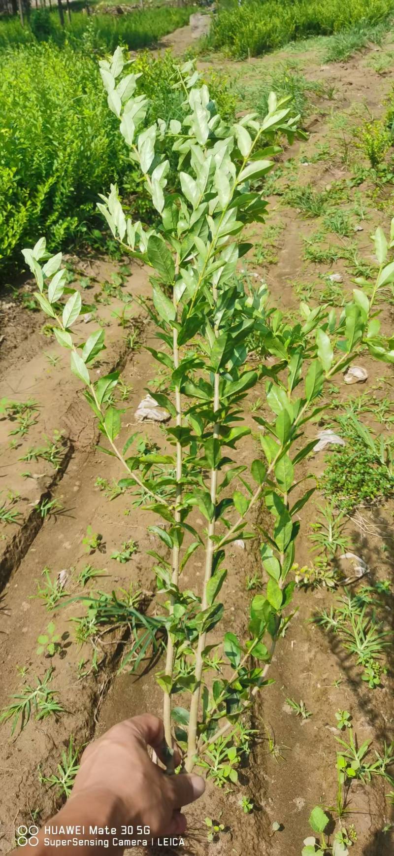 【推荐】水蜡水蜡苗一手货源量大价优可视频看货欢迎来电咨询