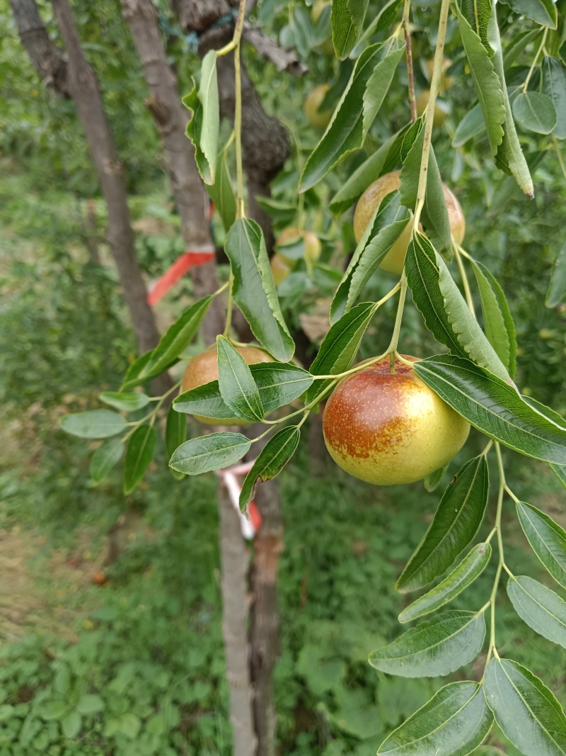 优质蟠枣接穗
