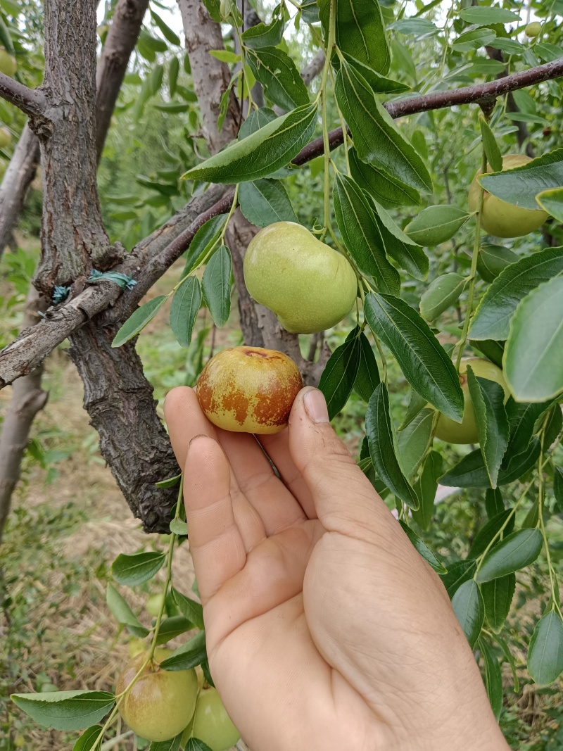 优质蟠枣接穗