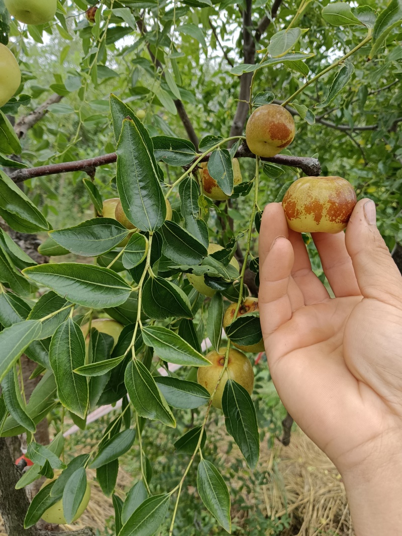 优质蟠枣接穗
