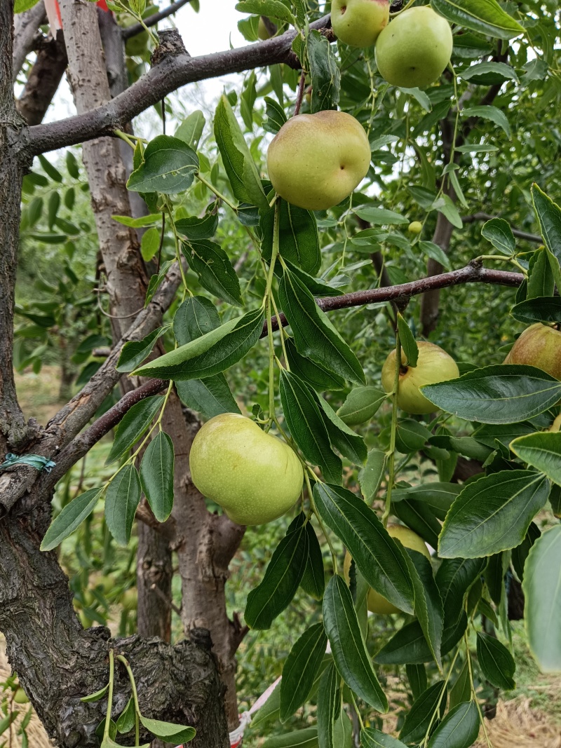 优质蟠枣接穗