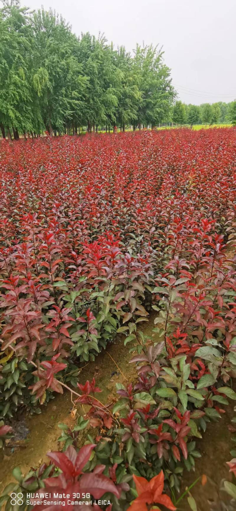 【推荐】红叶李杯苗一手货源量大价优可视频看货欢迎来电咨询