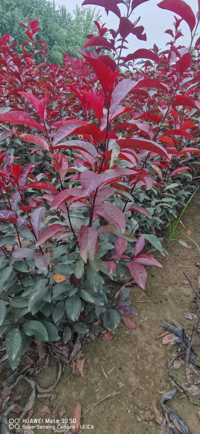 【推荐】红叶李杯苗一手货源量大价优可视频看货欢迎来电咨询