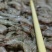 小海虾，制作北海虾饼专用价格美丽