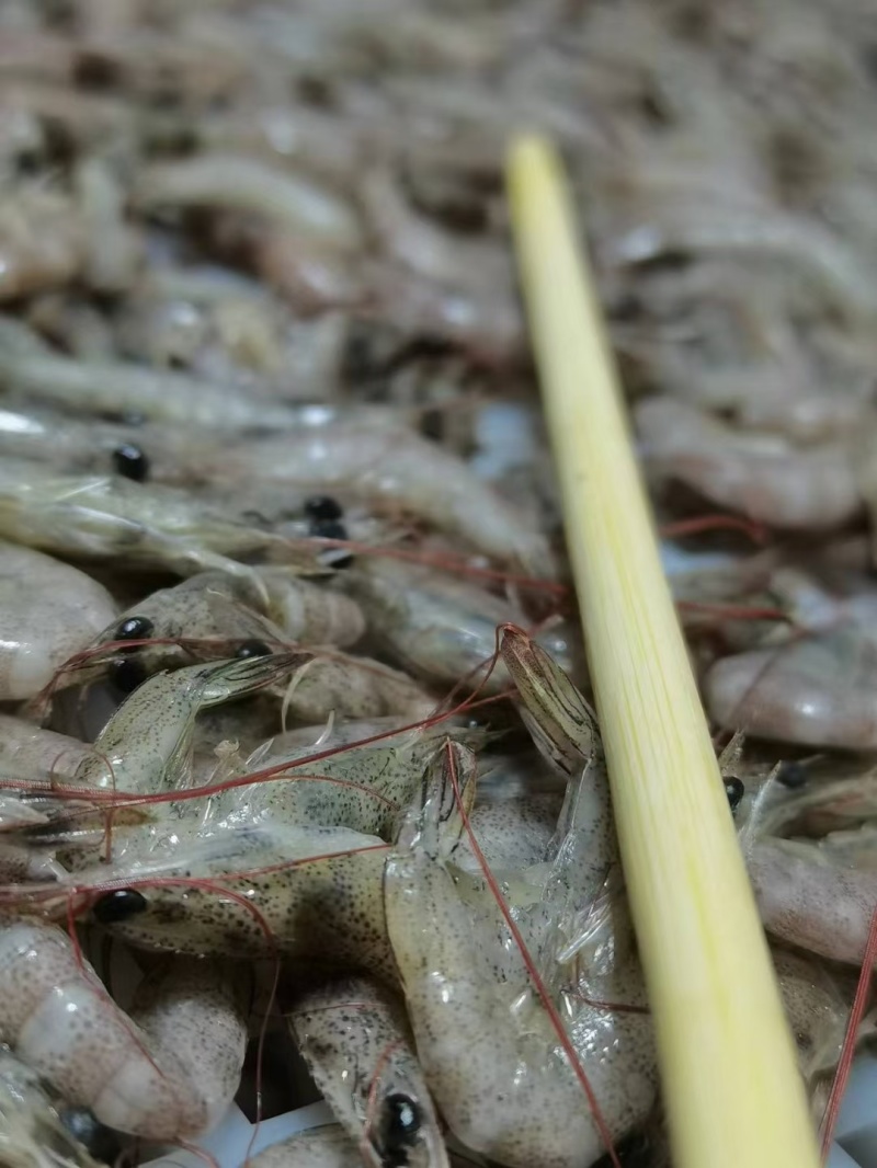 小海虾，制作北海虾饼专用价格美丽