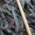 小海虾，制作北海虾饼专用价格美丽
