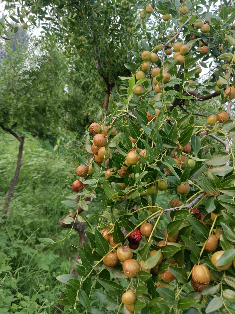 优质酸枣接穗