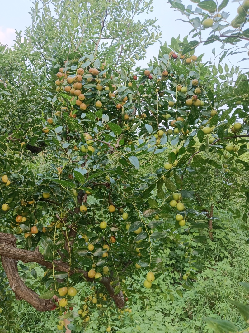 优质酸枣接穗