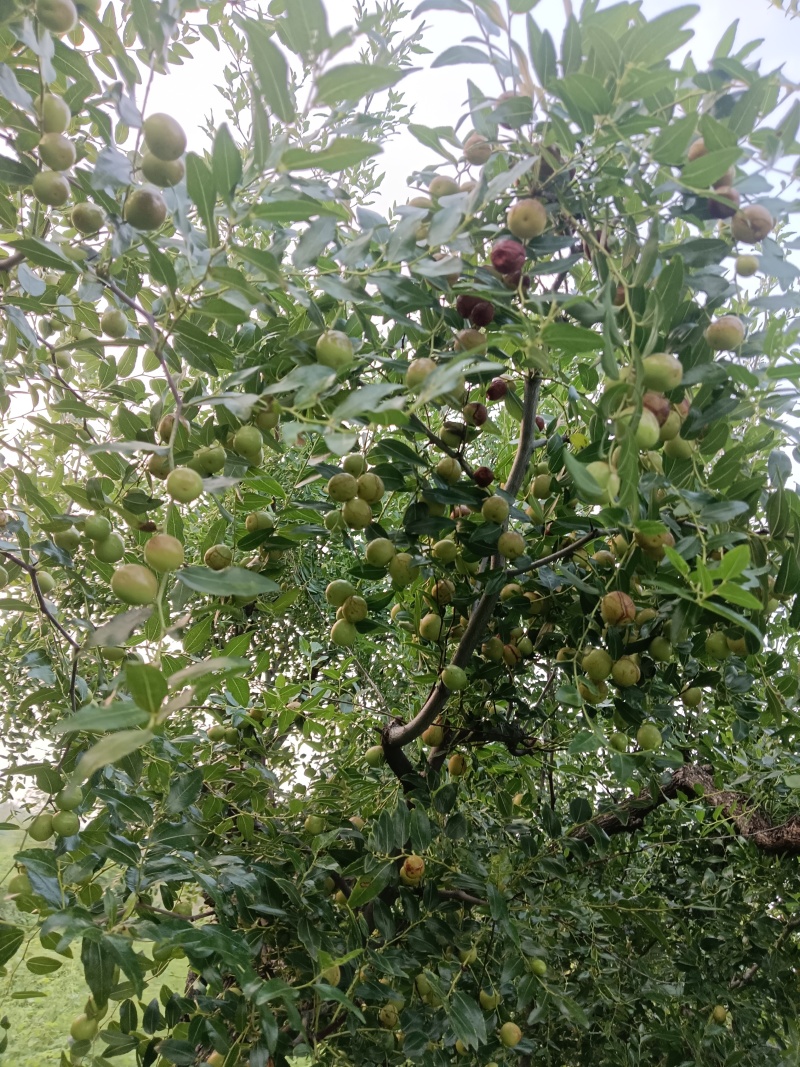 优质酸枣接穗
