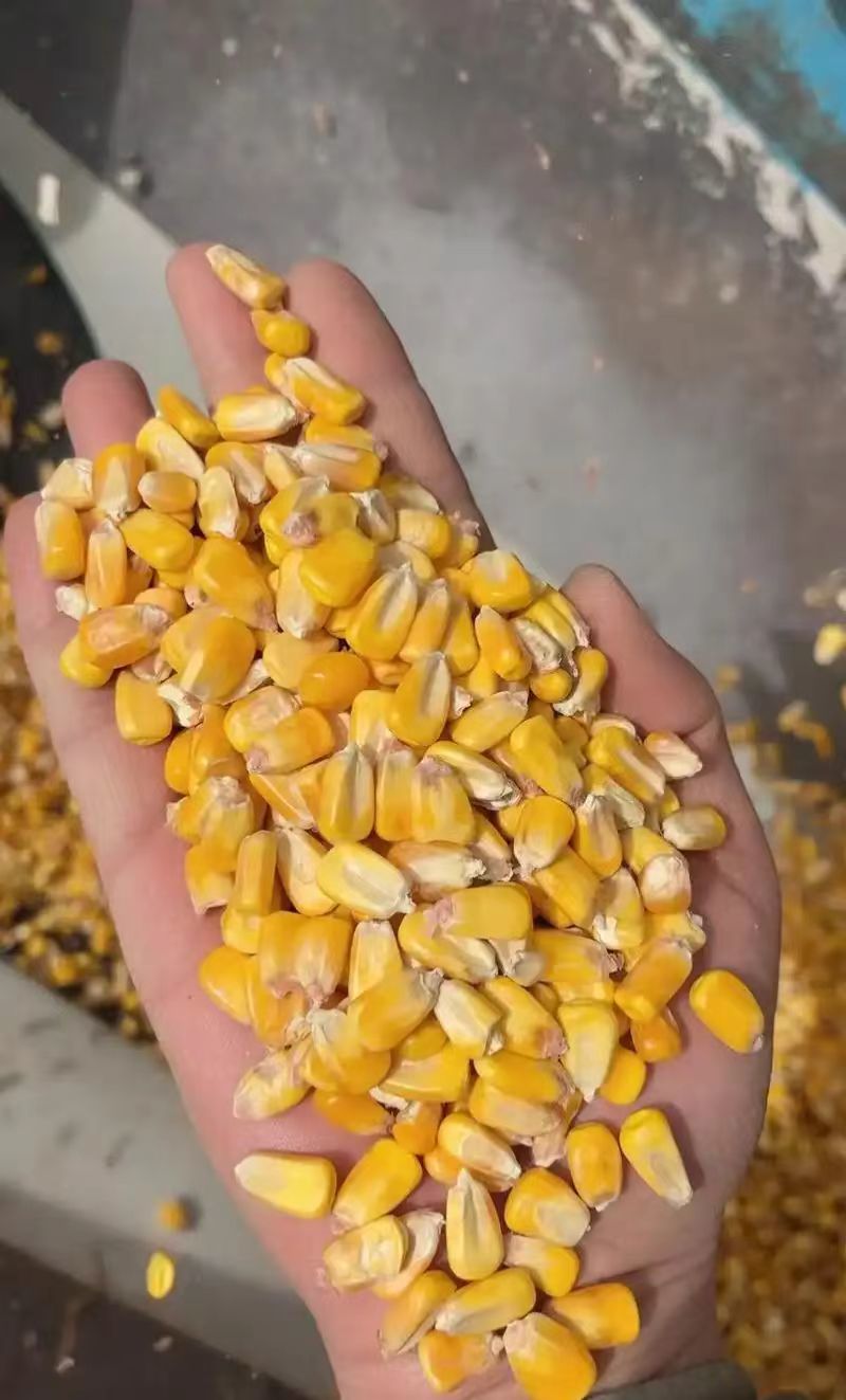 喷浆玉米皮家禽家畜营养好饲料适用牛羊马等增强家免疫力