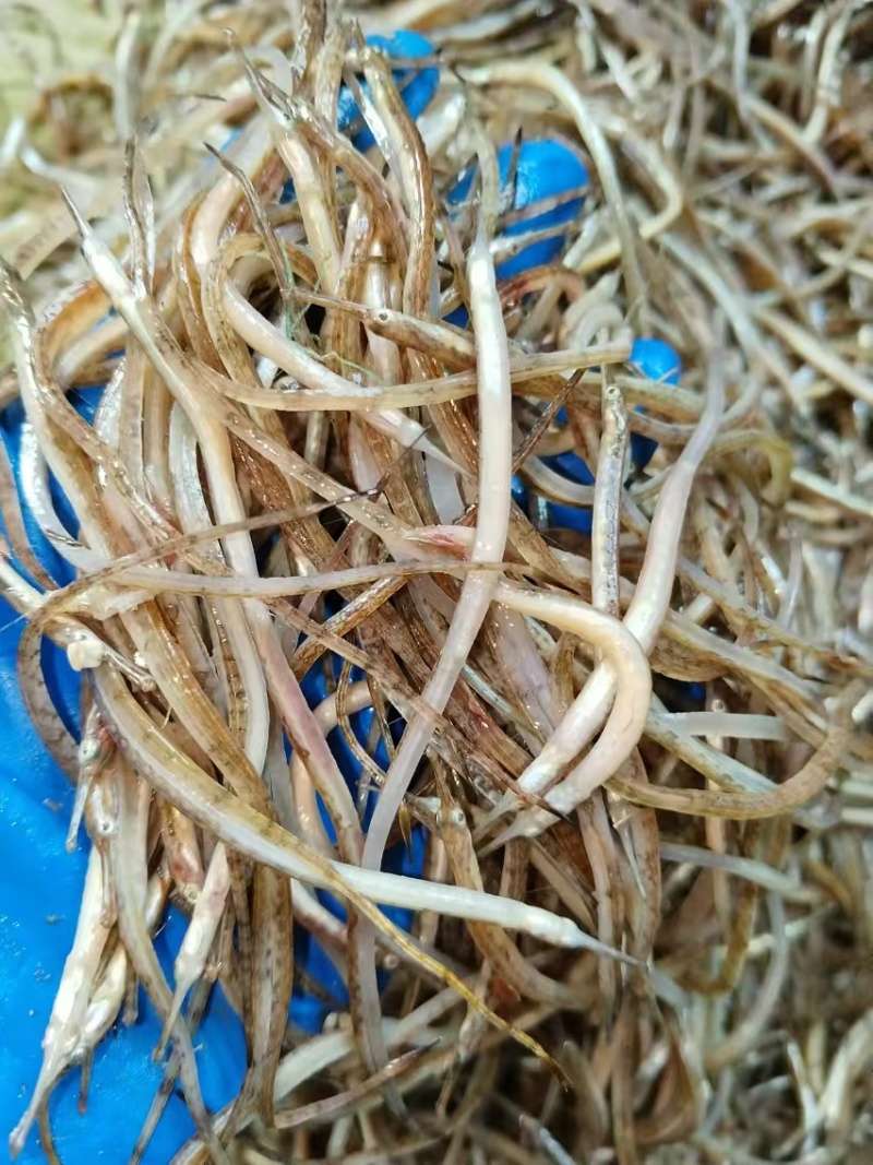 海龙鱼.鲜海龙鱼.海中珍品酒店食材油炸香酥海龙鱼