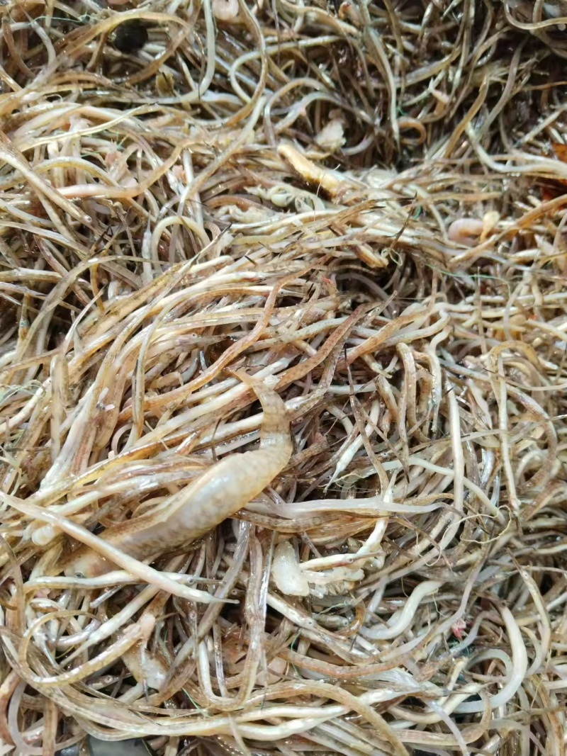海龙鱼.鲜海龙鱼.海中珍品酒店食材油炸香酥海龙鱼