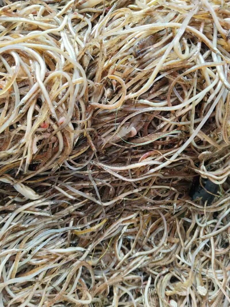 海龙鱼.鲜海龙鱼.海中珍品酒店食材油炸香酥海龙鱼