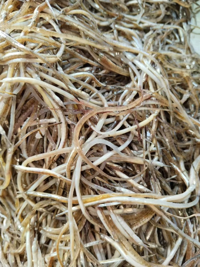 海龙鱼.鲜海龙鱼.海中珍品酒店食材油炸香酥海龙鱼