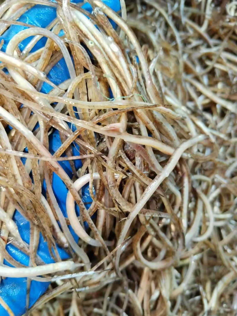 海龙鱼.鲜海龙鱼.海中珍品酒店食材油炸香酥海龙鱼