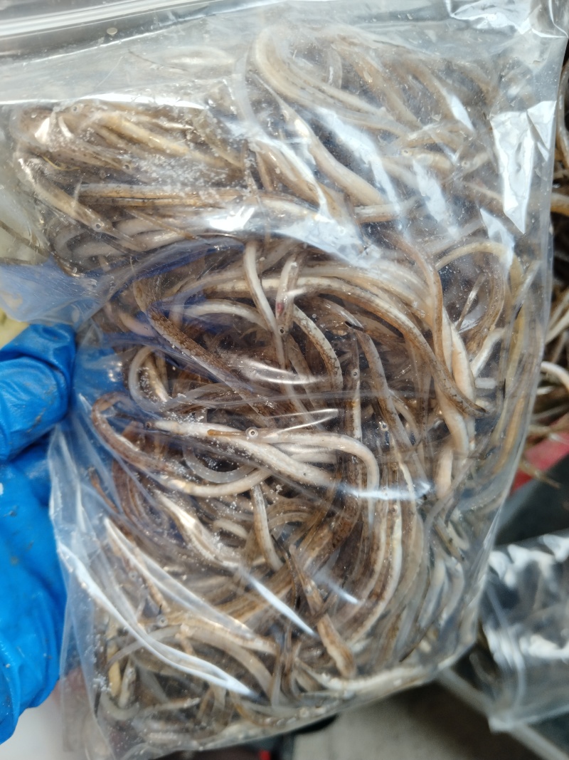 海龙鱼新鲜冻品海龙鱼可煲汤可油炸食材海龙鱼海鲜