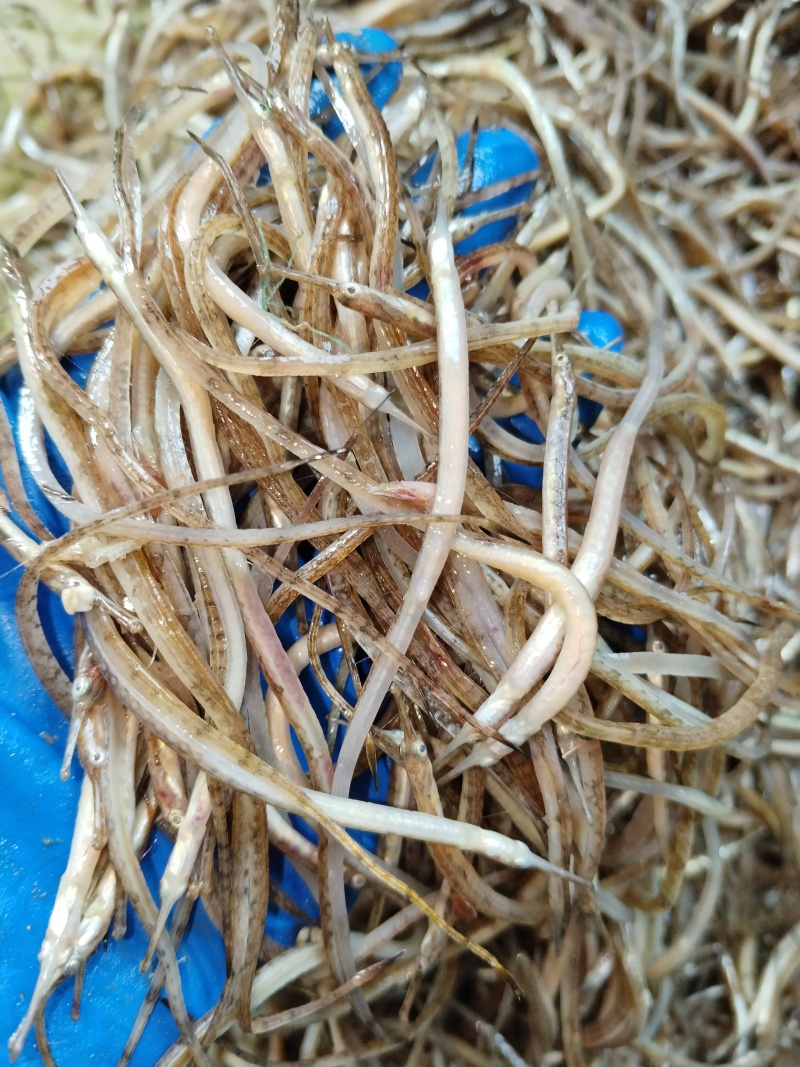 海龙鱼新鲜冻品海龙鱼可煲汤可油炸食材海龙鱼海鲜