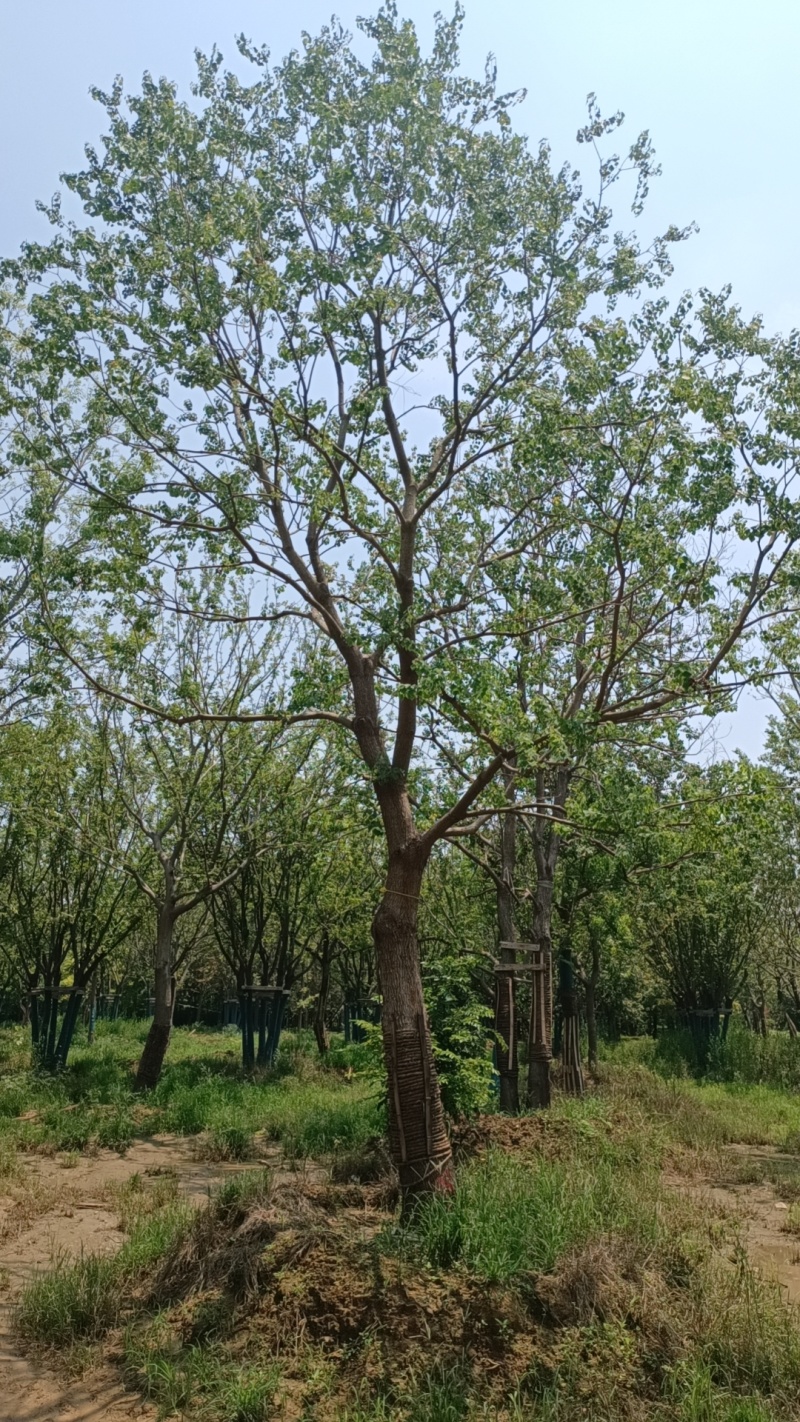 江苏北方假值乌桕，树形优美