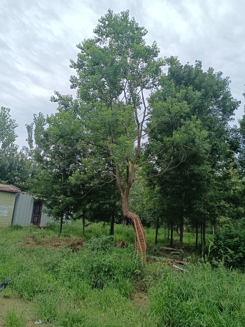 江苏北方假值乌桕，树形优美