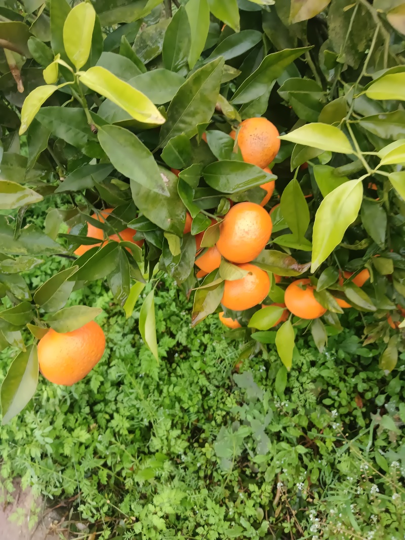 沃柑大量上市甘甜可口