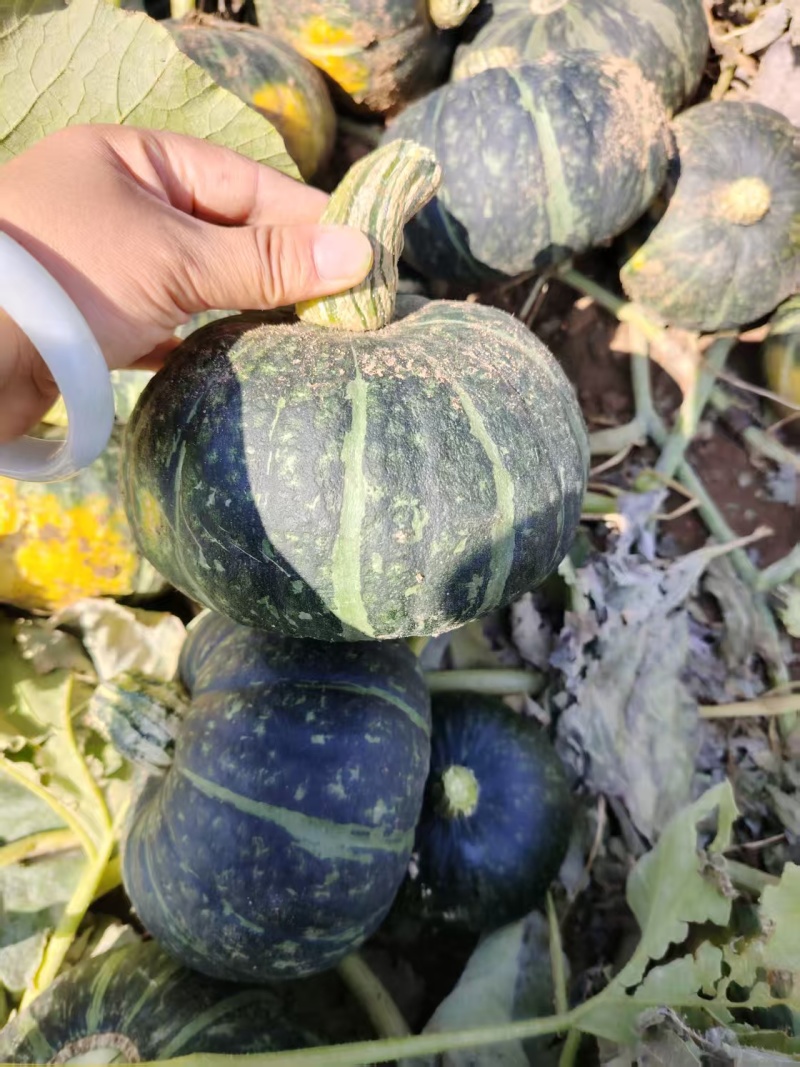【推荐】精品贝贝南瓜大量供应产地直发供应商超电商市场