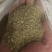 花生叶粉上等好饲料品质有保障大工厂直发