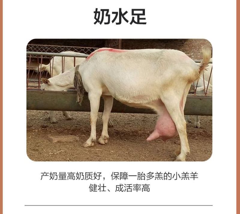 华东正大4%母羊预混料营养丰富易消化上胎率高产羔量多饲料
