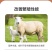 华东正大4%母羊预混料营养丰富易消化上胎率高产羔量多饲料