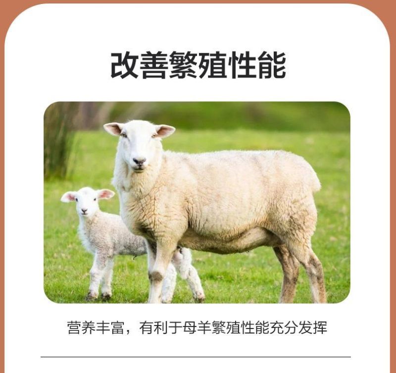 华东正大4%母羊预混料营养丰富易消化上胎率高产羔量多饲料