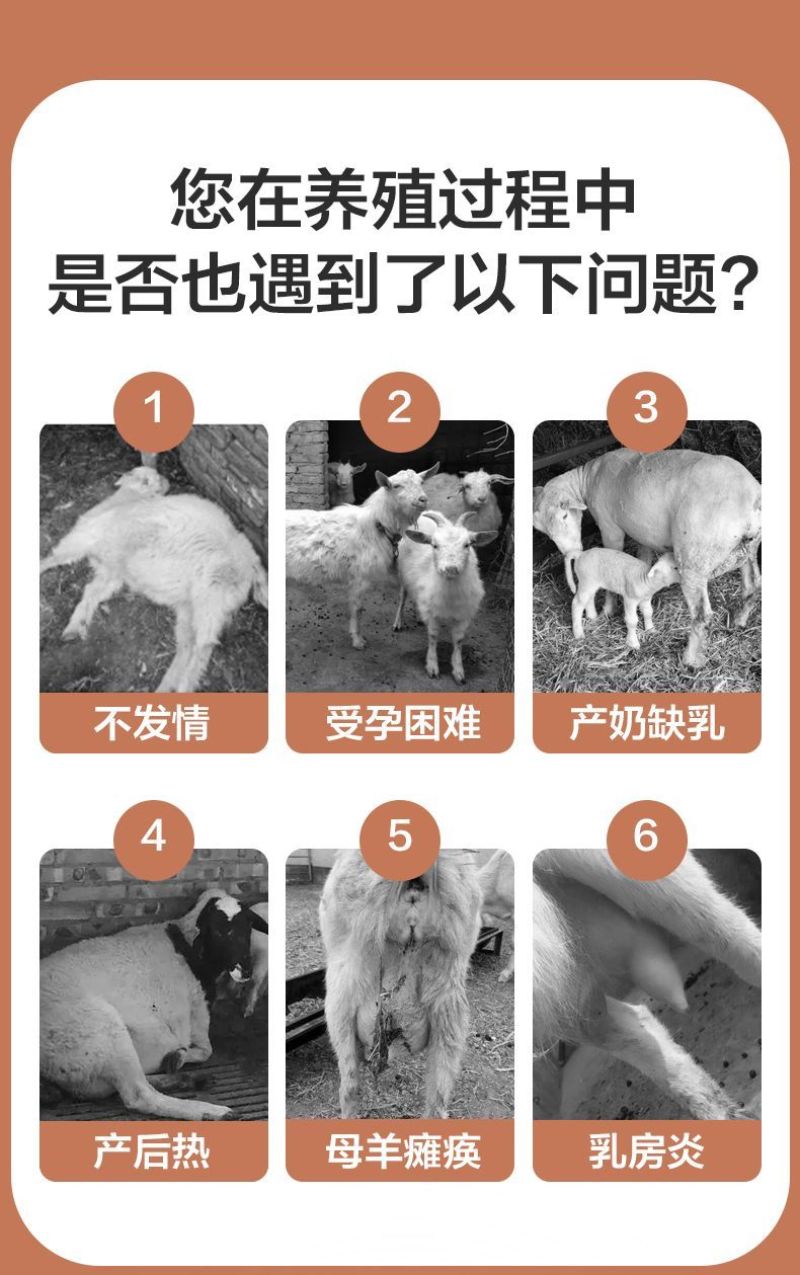 华东正大4%母羊预混料营养丰富易消化上胎率高产羔量多饲料