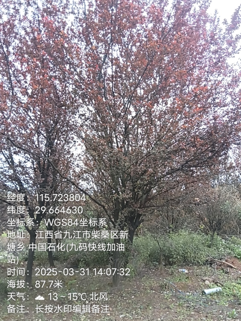 红叶李