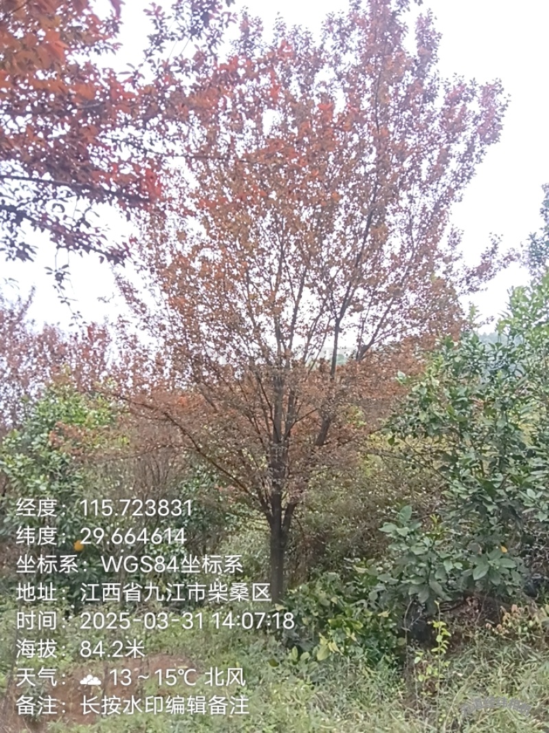 红叶李