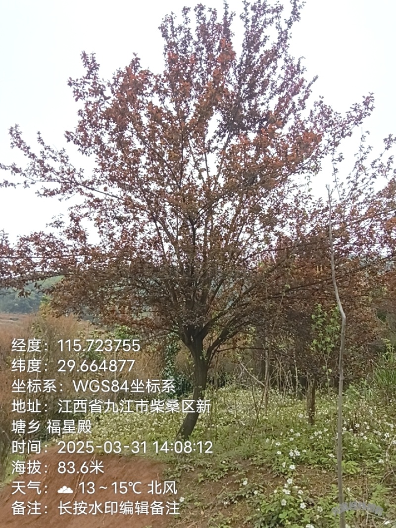 红叶李
