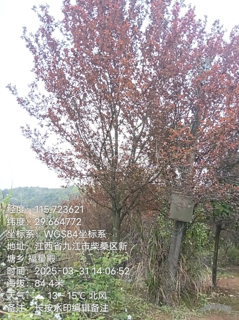 红叶李