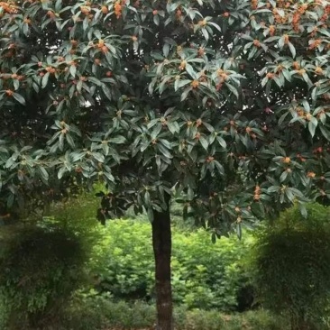 桂花