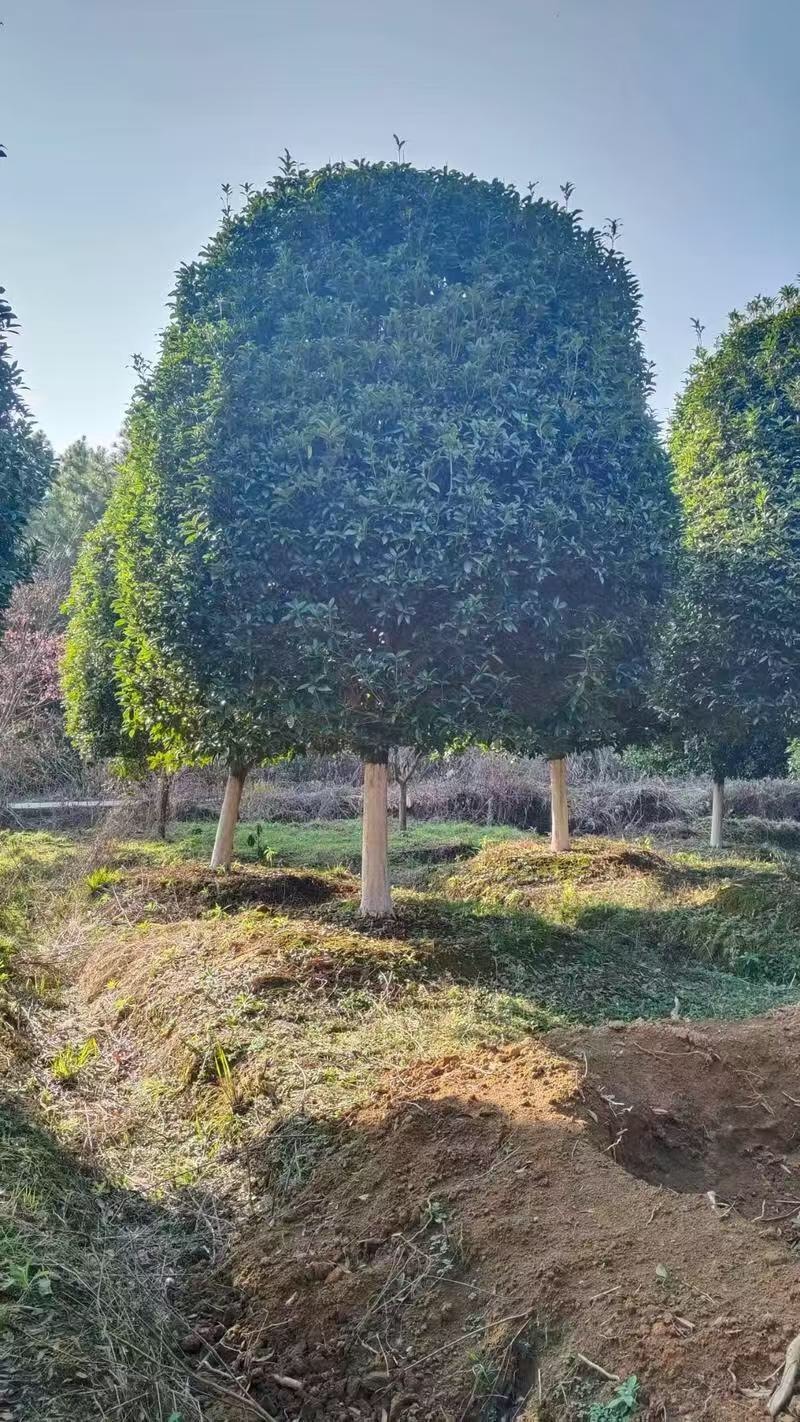 桂花
