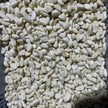 蒜米货量充足，产地直发，欢迎客商来电咨询