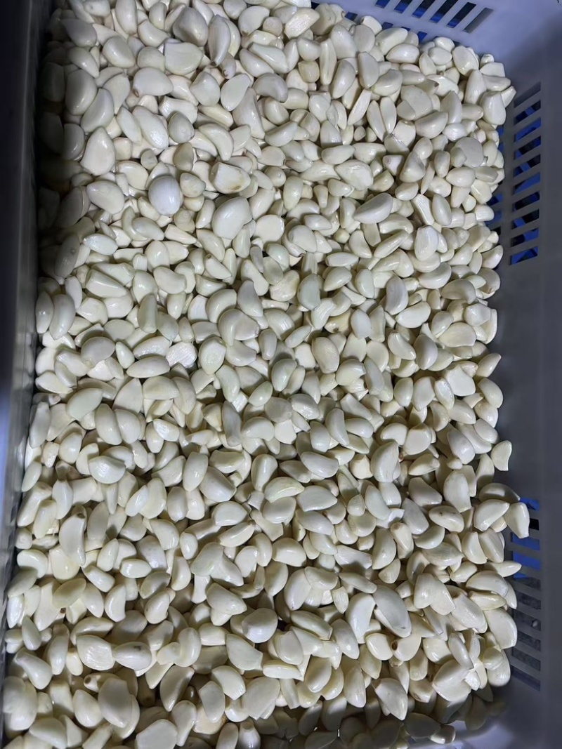 蒜米货量充足，产地直发，欢迎客商来电咨询