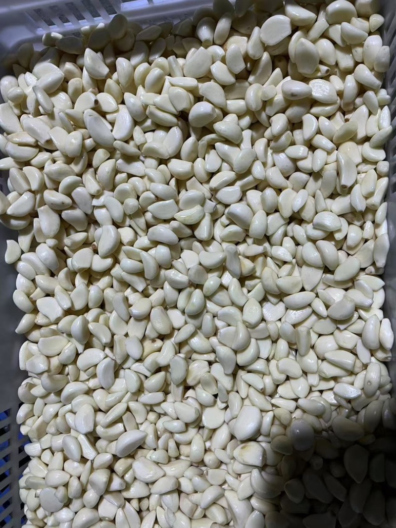 蒜米货量充足，产地直发，欢迎客商来电咨询