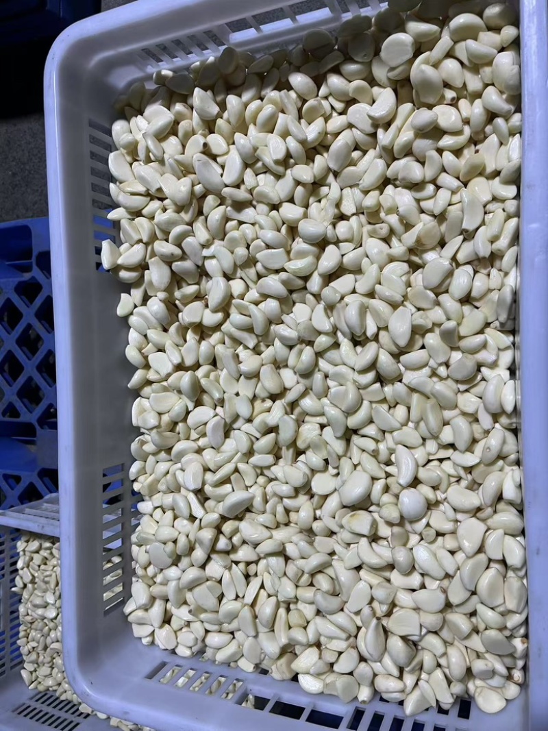 蒜米货量充足，产地直发，欢迎客商来电咨询