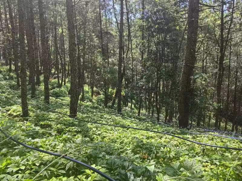 正品林下三七无农残仿野生种植高品质