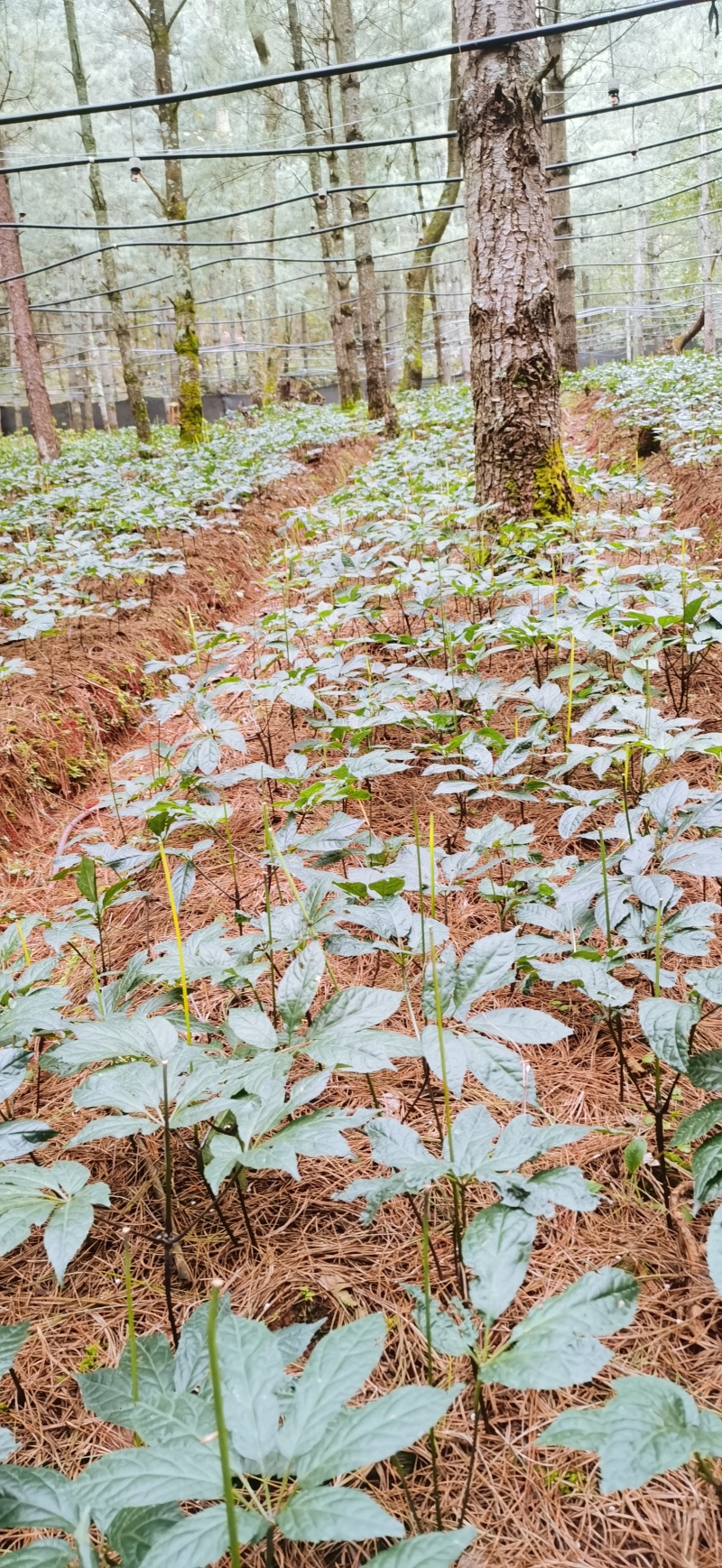 正品林下三七无农残仿野生种植高品质