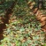 正品林下三七无农残仿野生种植高品质