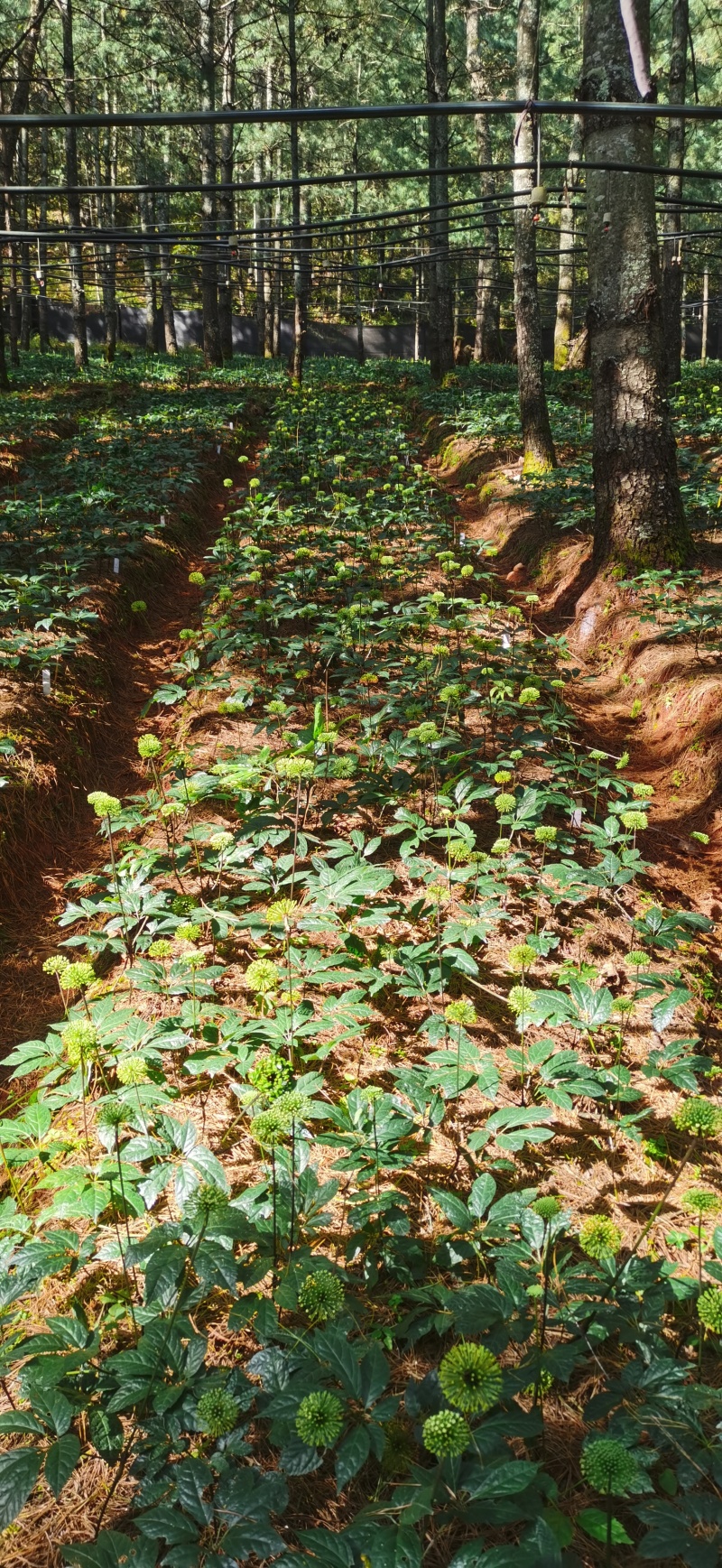 正品林下三七无农残仿野生种植高品质