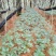 正品林下三七无农残仿野生种植高品质
